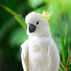 Sulphur-crested Cockatoo © panuruangjan