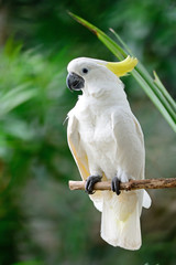 Obraz premium Sulphur-crested Cockatoo