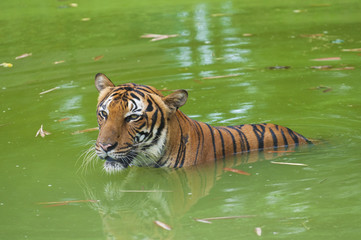 tiger swimming in the wild