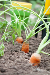 Carrots in the dirt