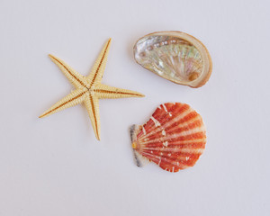 marine life on white background