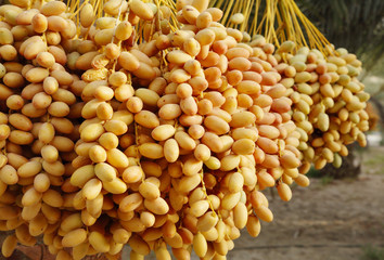 Closeup of the cluster of yellow dates