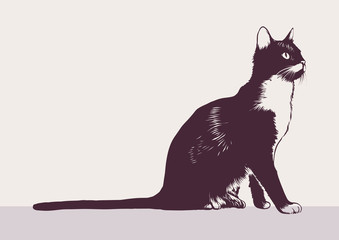 Black-white cat