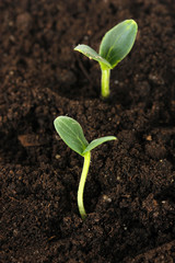 Green seedling growing from soil close-up.