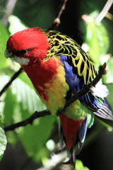 Parrot (Eastern Rosella)