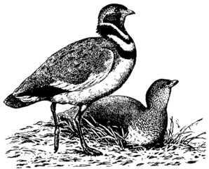 Birds Little Bustard