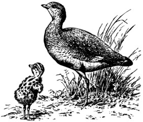 Bird Little Bustard with its nestling