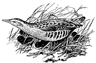Bird Corn Crake with its nestlings