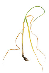 Infection of garlic by white rot, Sclerotium cepivorum