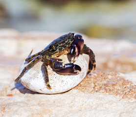crab on the rock