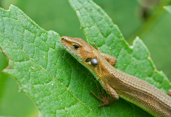 Lizard 13