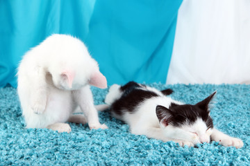 Washing and sleeping kitten on blue carpet