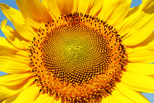 Beautiful sunflower on blue sky background, close up