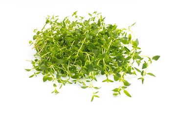 Thyme.