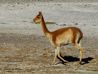 Vicuna