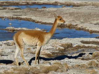 Vicuna