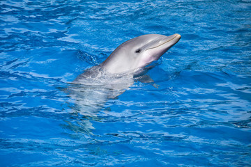 Dolphins swim in the pool