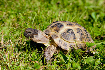 Turtle on grass