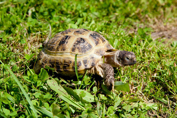 Turtle on grass