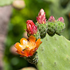 Bright yellow and orange flower of Prickly Pear (Chollas) cactus