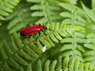 Red beetle