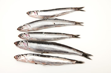 sardines