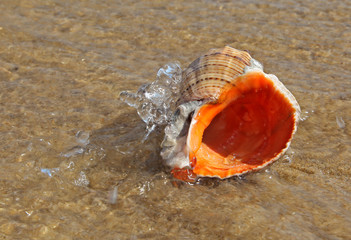 Seashell