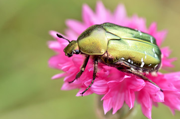 Macro green Cetonia aurata on pink flower