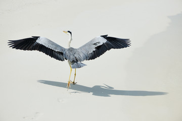 Heron at the beach