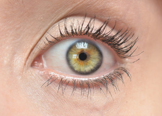 human eye