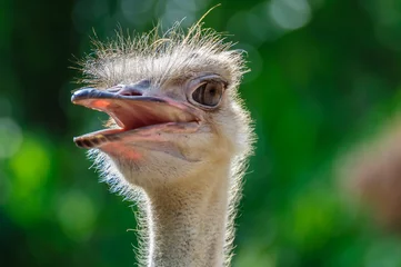 Afwasbaar Fotobehang Struisvogel struisvogel hoofd
