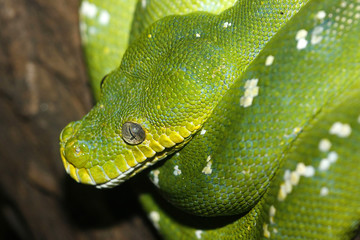 Fototapeta premium Schlange 02