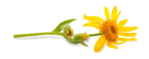 Arnica Montana