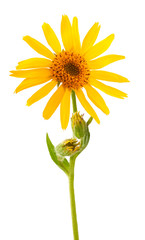Arnica Montana