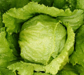 Taufrischer Eisbergsalat im Biogarten