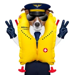 Photo sur Plexiglas Chien fou pilot dog