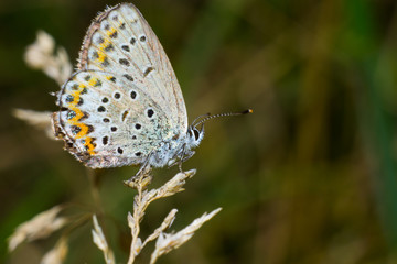 Fototapeta na wymiar Brązowy motyl na liściu