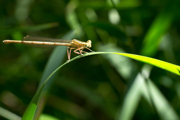 Libellula marrone su foglia