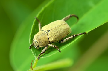 Yellow beetle on a green leaf.