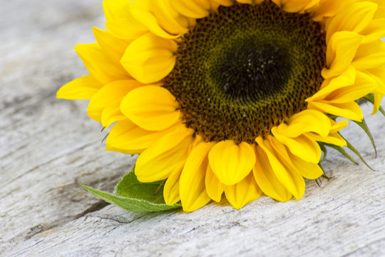 sunflower on old wooden background (Helianthus)