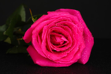 beautiful pink rose on black background close-up