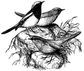Birds Blue-capped Redstart