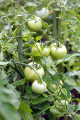 Green Tomatoes in a garden; close up