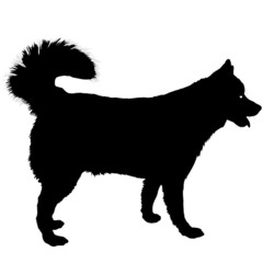 Husky Silhouette © Maria Bell