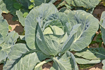 Fototapeta na wymiar cabbage from the garden