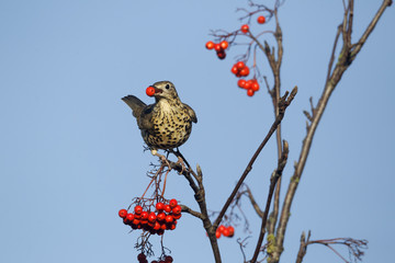 Mistle thrush, Turdus viscivorus
