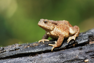 Common toad, Bufo bufo