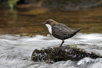 Dipper, Cinclus cinclus