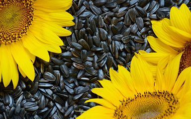 Obraz premium Sunflowers and seeds