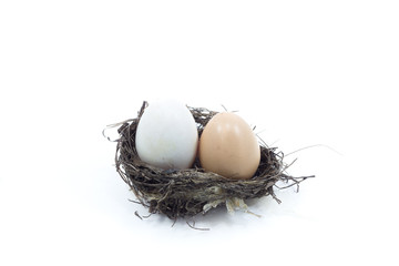 Eggs in the nest.